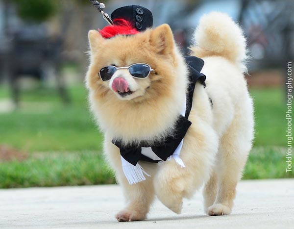 Dog Fashion Show