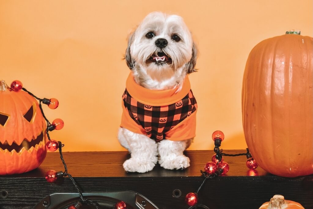 Shitzu Halloween Photoshoot